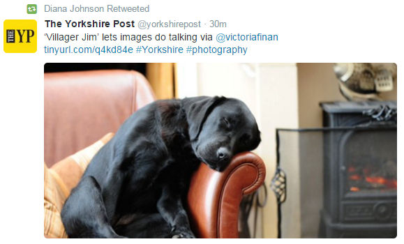 Yorkshire Dog.jpg