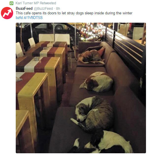 Stray Dogs Sleeping in Cafe.jpg