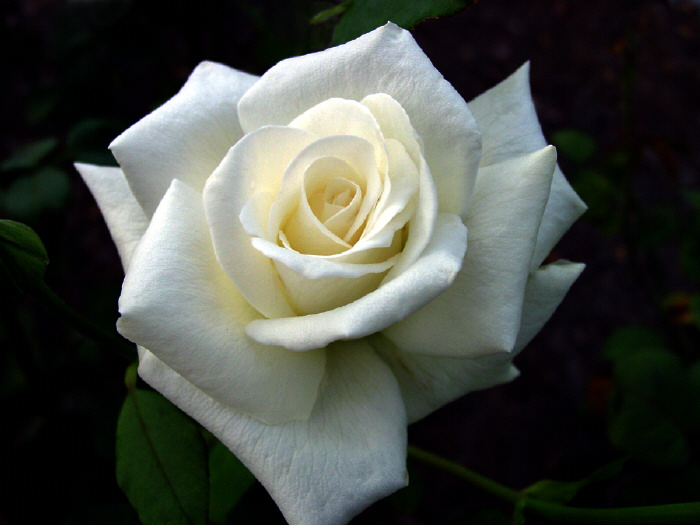 white_rose.jpg
