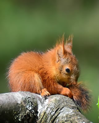 fuzzball_red squirrel.jpg