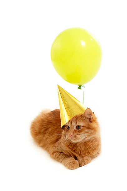 Kitten balloon.jpg