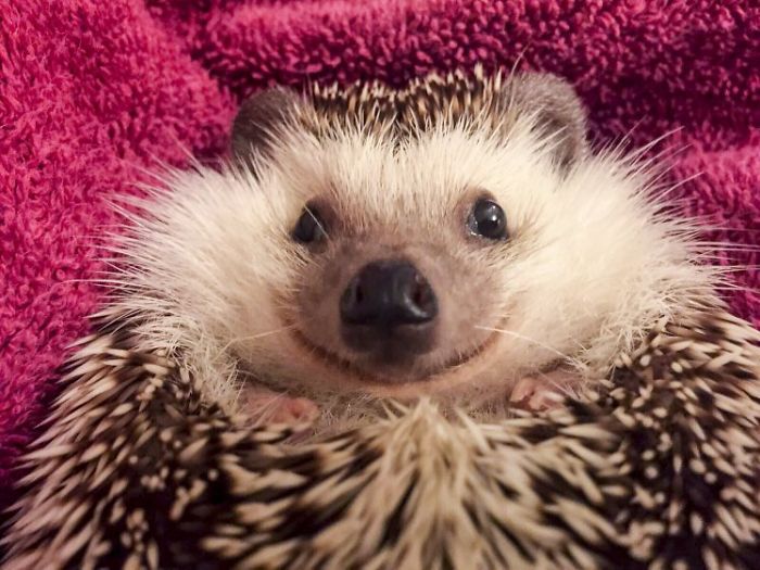 happiest-smiling-hedgehog-wildo-1-58ef812f8b934__700.jpg