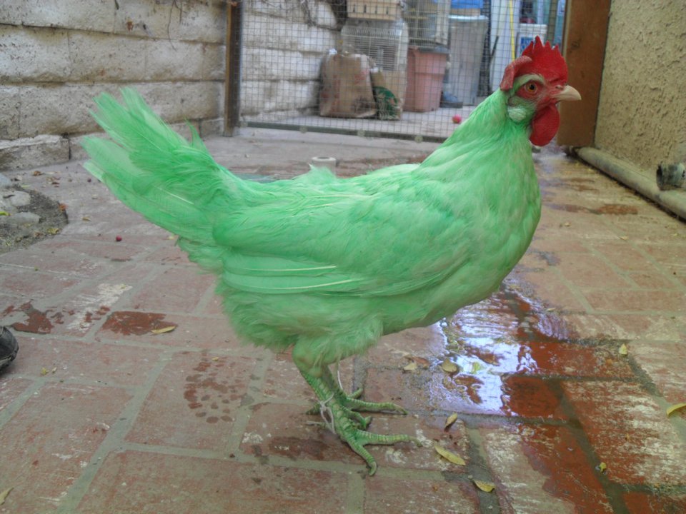 Green Chicken.jpg