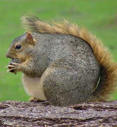 Fat-Squirrel-squirrels-855818_500_542.jpg