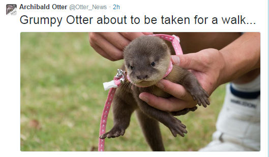 Grumpy Otter.jpg