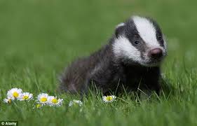 baby badger.jpg